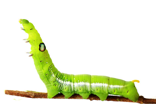 istock green caterpillar isolated on white background 512440890