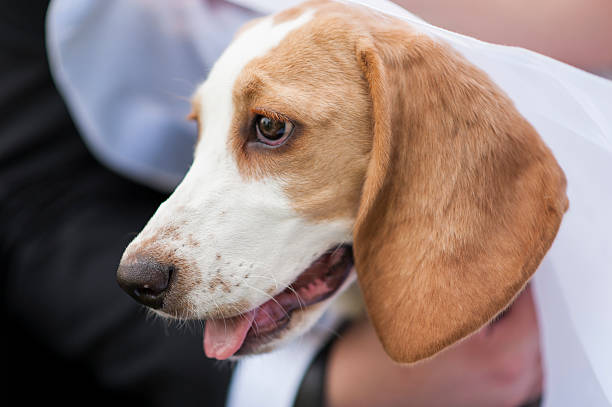 A bride and groom's hands holding their beagle puppy on their wedding day
