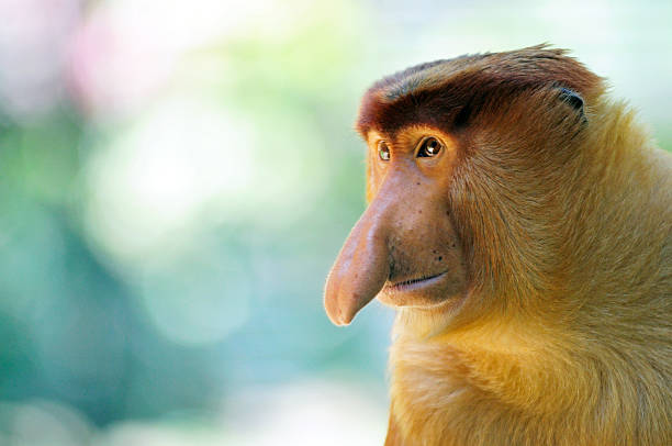 Close-up of free proboscis in their natural habitat of the Sepilok jungle in Borneo, Malaysia