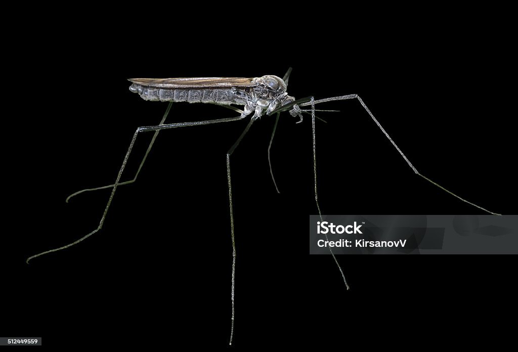 Daddy Insects Insect Daddylonglegs Stock Photo - Download Image Now - Black ...