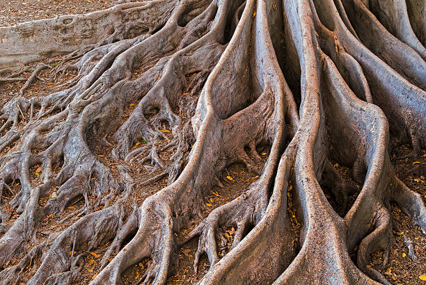 exótico raíces de la higuera a la bahía - root tree sarasota tropical climate fotografías e imágenes de stock