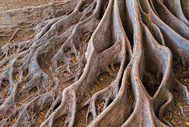 istock Exotic Roots of a Bay Fig Tree 512449803