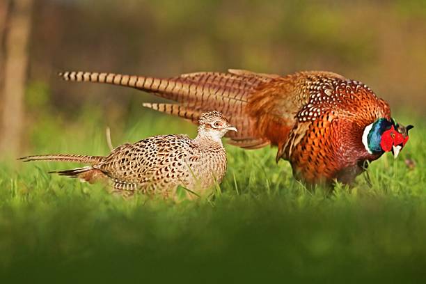 istock Male an female Common Pheasant 512450169