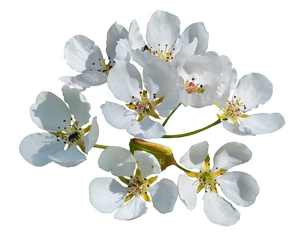 A close up of the pear flowers in orchard. Isolated on white.