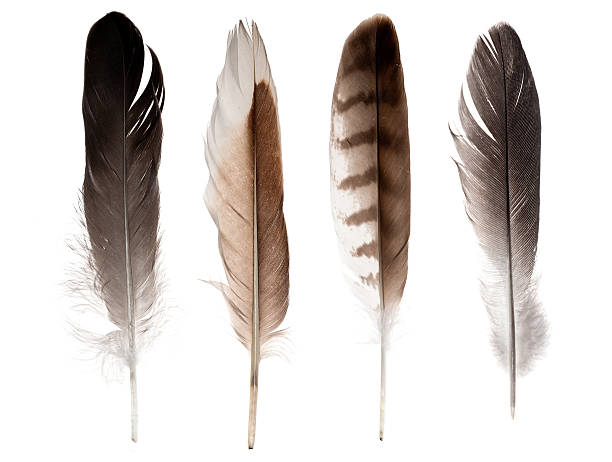 istock set of four straight feathers isolated on white 512450789