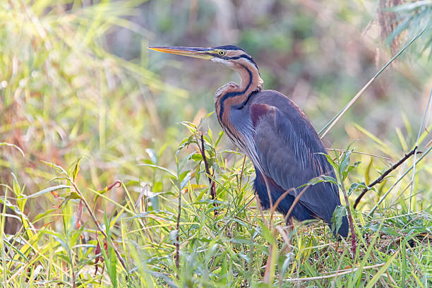 istock Purple heron, Chobe National Park, Botswana 512450939