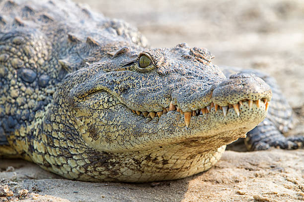 Nile crocodile, Zambesi, Botswana stock photo