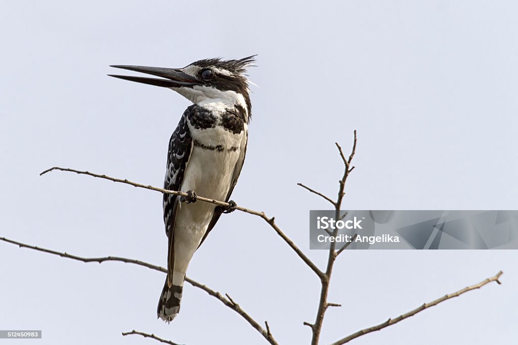 Pied kingfisher, Chobe National Park, Botswana Africa Stock Photo