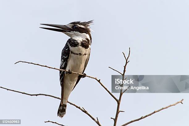 Pied Kingfisher Chobe National Park Botswana Stock Photo - Download Image Now - Africa, Animal, Animal Wildlife