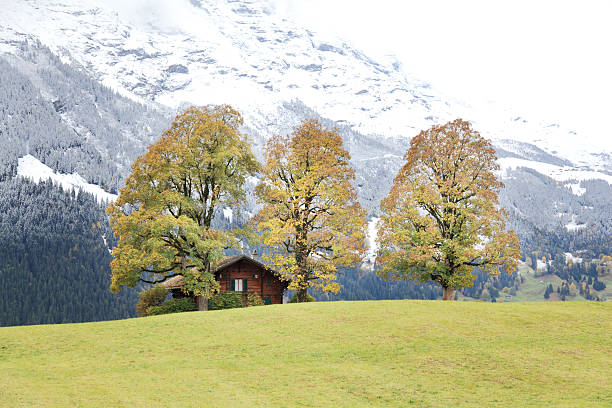 suisse - snow european alps house grindelwald photos et images de collection