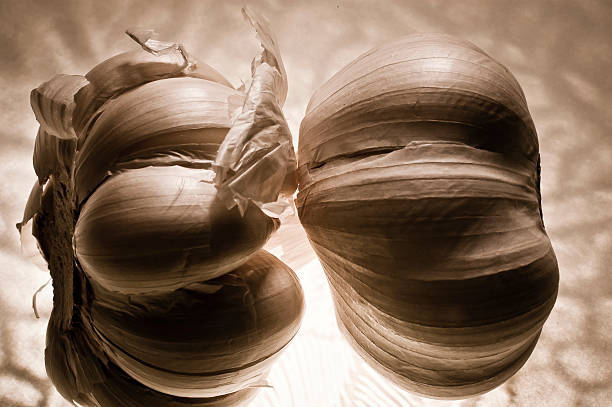 Two Garlics stock photo