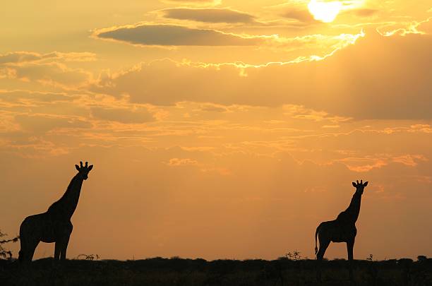istock Giraffe Silhouette - Bliss, Grace and Color in Nature 512452534