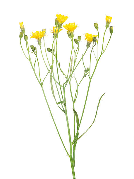 istock wild small yellow flowers isolated on white 512452757
