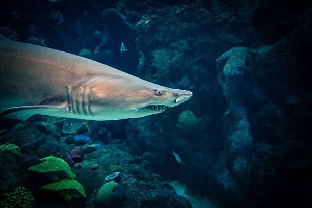 istock Shark in dark tropical water 512453624