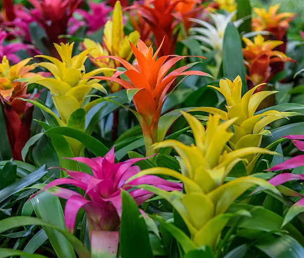 Photo of Flowering plants Guzmania. Botanical family Bromeliaceae, subfamily Tillandsioideae