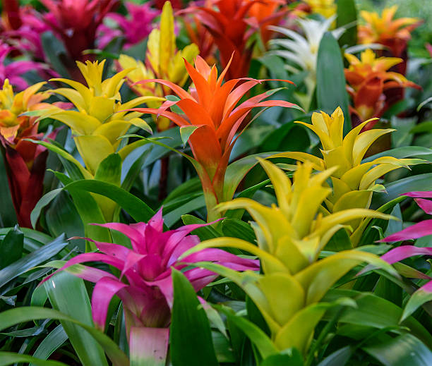 flowering plants guzmania. botanical family bromeliaceae, subfamily tillandsioideae - bromelia çiçeği stok fotoğraflar ve resimler