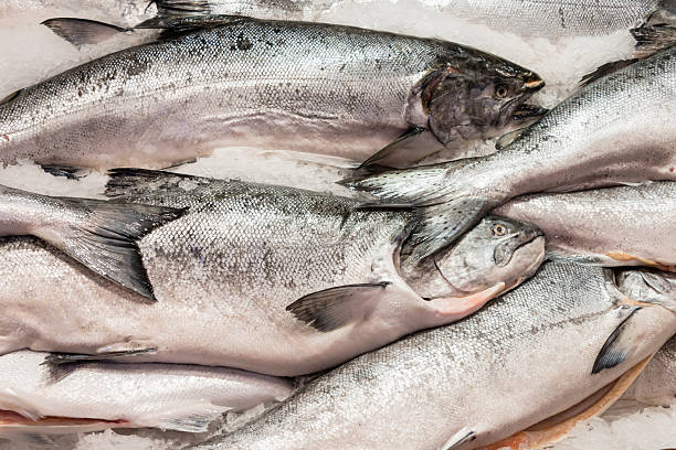 ensemble de poisson saumon sur un marché -xxxl - freshness seafood crushed ice salmon photos et images de collection