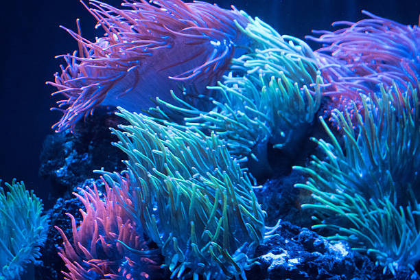 Sea anemone rainbow current Rainbow sea anemone dancing in tropical reef sea current sea anemone stock pictures, royalty-free photos & images