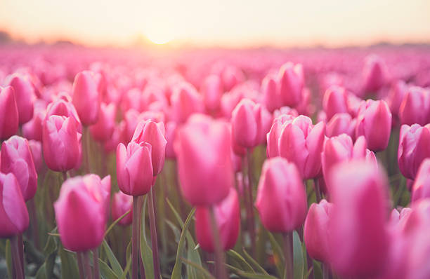 Idyllic field of  flowers and sunlight (Netherlands) stock photo