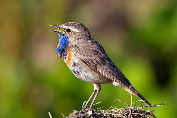 istock Bluethroat bird sings in the  grass 512455712