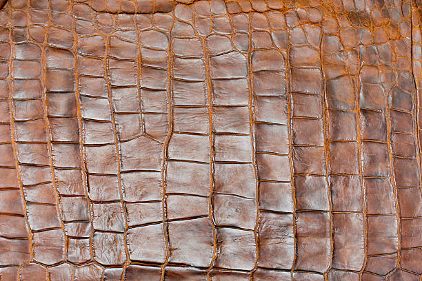istock Tint Golden Crocodile Skin Texture, closeup 512456995