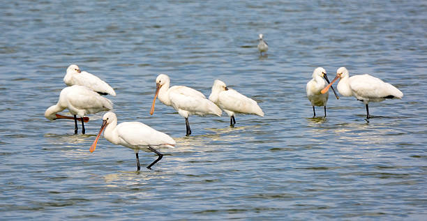 istock Flock of spoonbills in a shallow lake 512457028