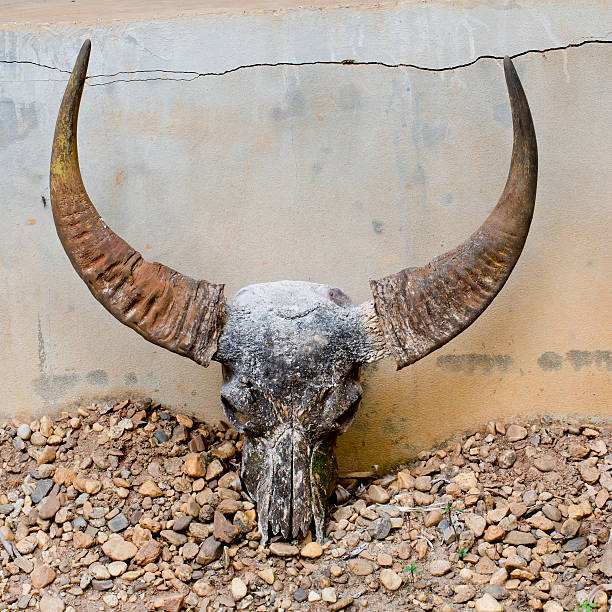 istock head skull of bull 512457071