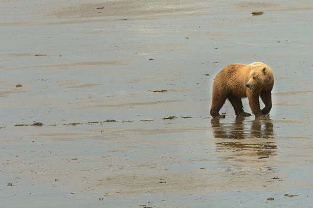 alasca urso pardo a caminhar na lama bequadros - katmai peninsula imagens e fotografias de stock