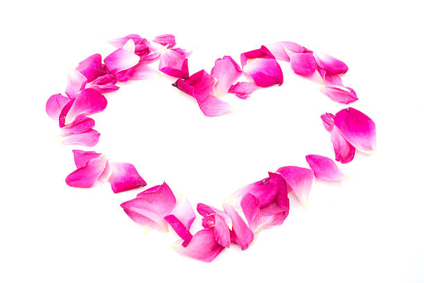 istock rose heart  love valentine border isolated on white background 512458648