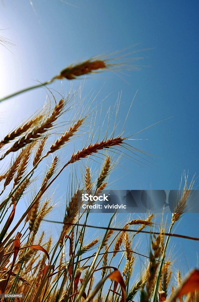 Ears of  wheat ,field on the sunset, sky ,sun , harvest ears of  wheat, field, sunset, sky ,sun , harvest Agricultural Field Stock Photo