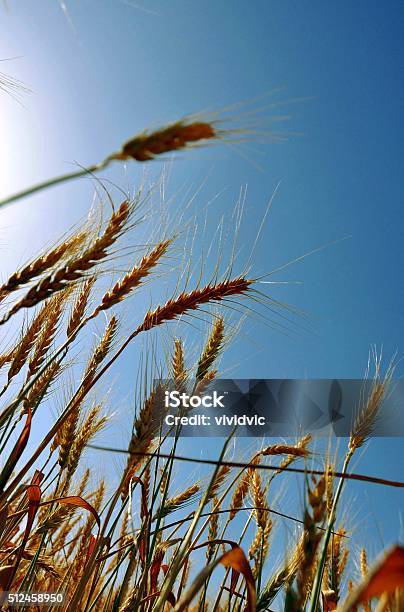 Ears Of Wheat Field On The Sunset Sky Sun Harvest Stock Photo - Download Image Now