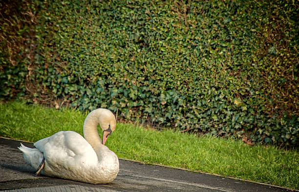 Wounded  Swan in the park stock photo