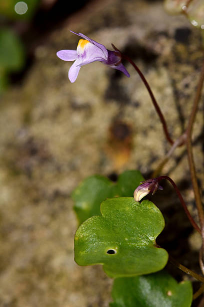 Ivy-leaved toadflax (Cymbalaria muralis) Mauve flower of plant in the family Plantaginaceae, growing growing on a wall linaria cymbalaria stock pictures, royalty-free photos & images