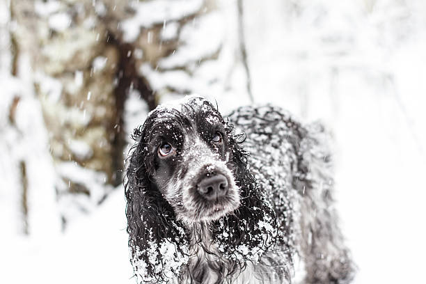 istock Cute English Cocker Spaniel under the snow 512460508