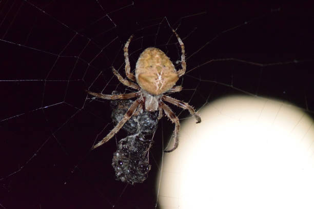 istock Araneus Spider on background of the moon 512470256