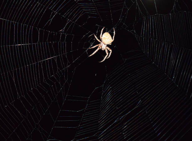 istock Araneus Spider hunts at night 512470690