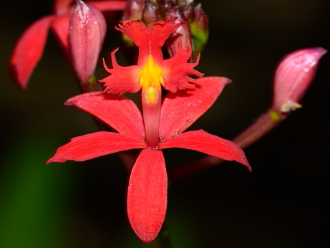 Hoa Lan Đỏ Epidendrum Radicans Hình ảnh Sẵn có - Tải xuống Hình ảnh Ngay  bây giờ - Hoa, Không có người - Số người, Làm đẹp - Chủ đề - iStock