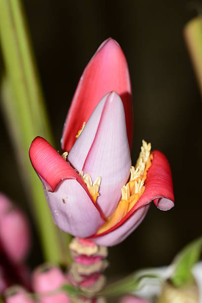 istock Colorful banana flower 512470888