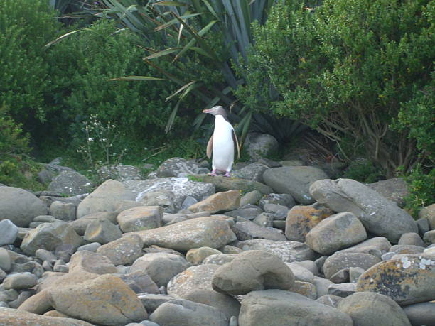istock Penguin, New Zealand 512471456