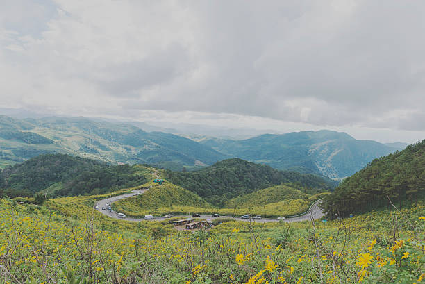 istock Bua Tong field Doi Mae U-kho Khun Yuam. 512471654
