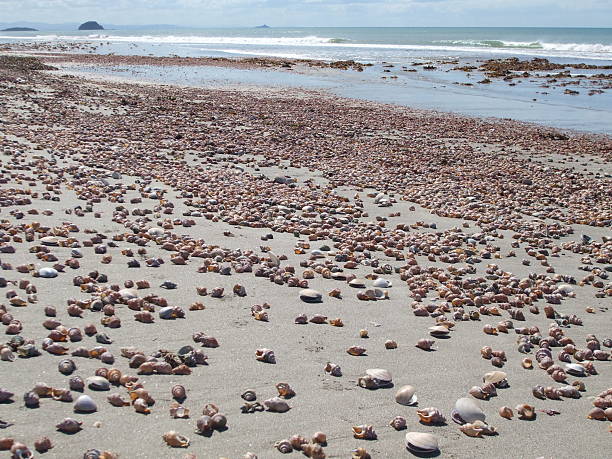 Beach full of shells, New Zealand