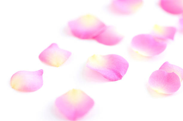 istock Petals of roses on a white background 512471904