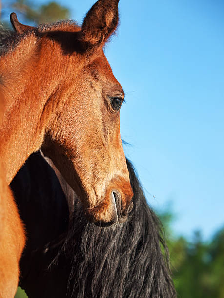 istock portrait of  bay Hanoverian foal 512474009