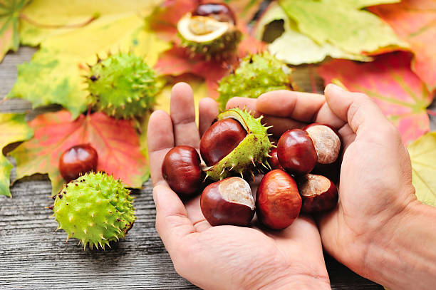 istock Fresh chestnuts in the hands on background autumn leaves 512474900