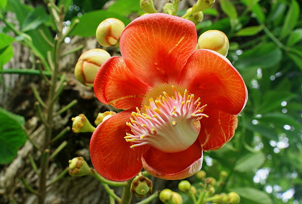 istock Shorea Robus flowers at bangkok,Thailand 512474911