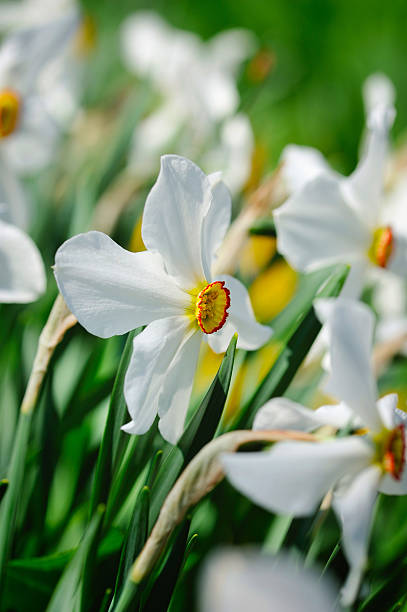istock Narcissus poeticus, Narcissus flowers 512475588