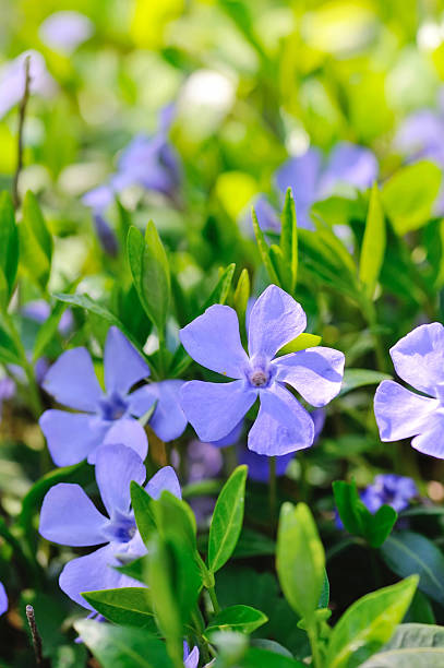 istock Periwinkle Vinca blue spring flowers in the forest 512475676