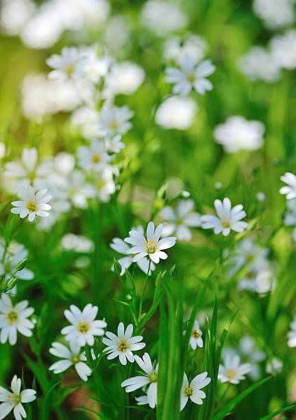 istock Stellaria blooms on May green meadow 512475836