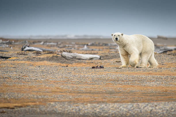 orso polare a piedi a terra in alaska - polar bear arctic global warming ice foto e immagini stock