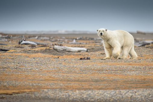 Polar Bear Walking on Land in Alaska